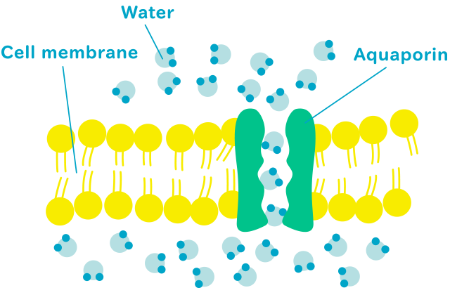Image showing water molecules moving through a cell membrane by way of an aquaporin.