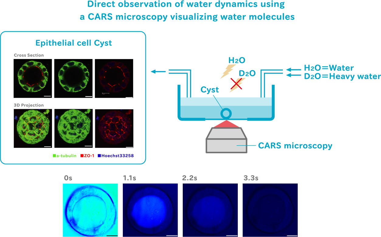 Direct observation of water dynamics using a CARS microscopy visualizing water molecules