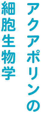 アクアポリンの細胞生物学