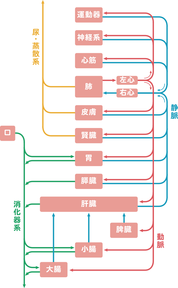 テーマ3 水はめぐる 研究テーマ 慶應医学部 サントリー 共同研究プロジェクト 生命をめぐる水