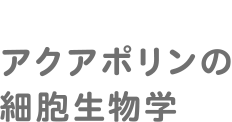 アクアポリンの細胞生物学